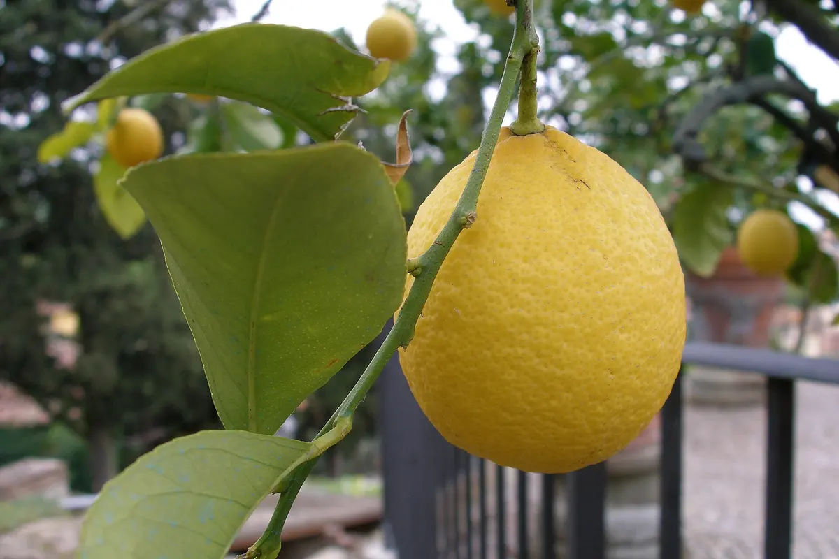 Un limón colgando de la rama, entre hojas
